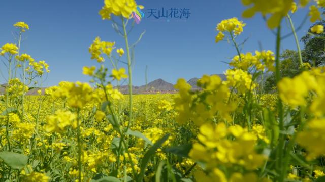 天山花海油菜花+地肤+绣球花...让你邂逅时光里的诗意秋景