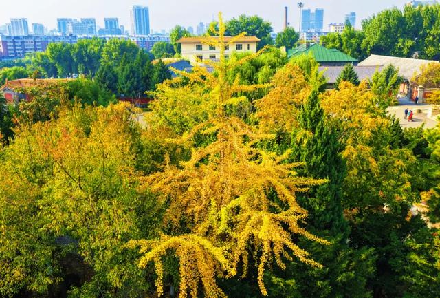 吉视界丨秋之彩色吉林限定！伪满皇宫的银杏进入“高光时刻”