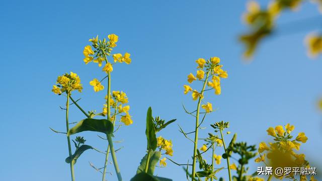 罗平：油菜花梯次绽放 向人们发出春天的邀请