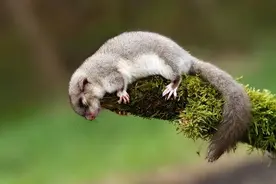 一年有九个月都在睡觉，甚至睡着睡着饿死了，堪称动物界“睡神”图片