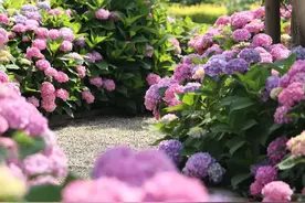 花园植物100种，图文并茂，一起来认识这些漂亮的花卉吧！图片