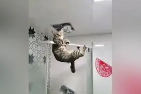 每天一笑，54张搞笑动图：小猫咪玩单杠，贼厉害！图片