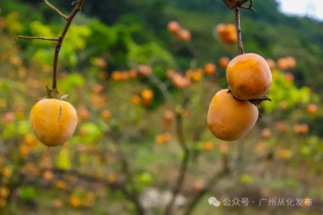 红透山野！从化密石村鸡心柿正当时，解锁“赏柿+住宿+畅行”秋日慢生活