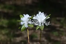 花量多花色艳，抗寒性强！东北林业大学培育“傲雪”杜鹃花图片