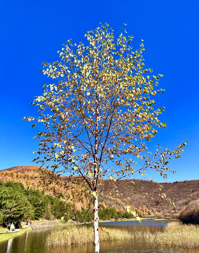 读唐诗看美景，让视觉和思绪一道欣赏黄叶遍地、层林尽染静美之景