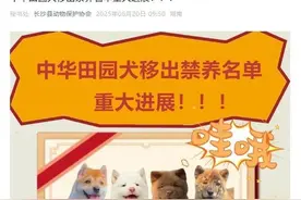 多地宣布对中华田园犬“解禁”图片