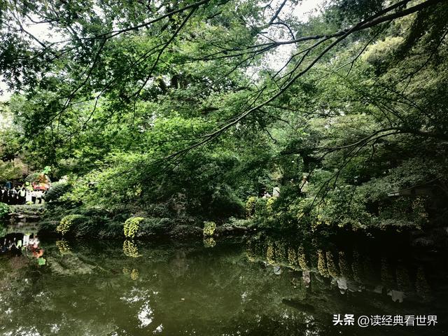 杭州植物园的菊花展——一场关于菊花的饕餮盛宴（二）