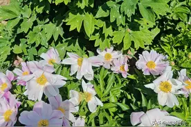 牡丹和芍药的关系图片