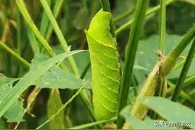 农田里的大青虫，却是连云港人口中的“仙丹”，市场价格不菲图片