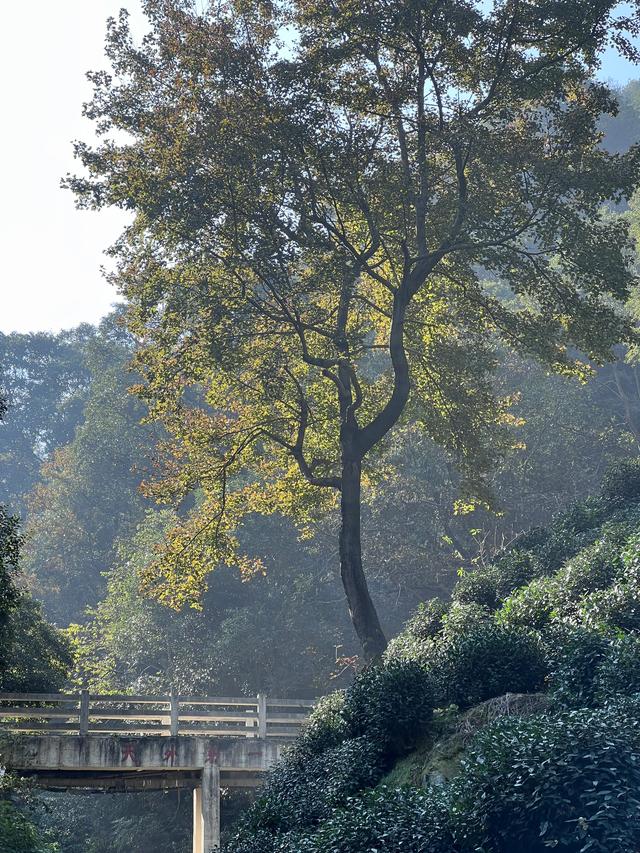 上天竺到云栖竹径，徒步9公里，感受一路秋意。