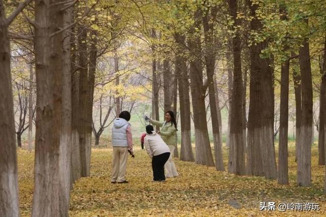 全部免费！渭河南河堤路赏秋攻略大全，那风景简直美爆了！