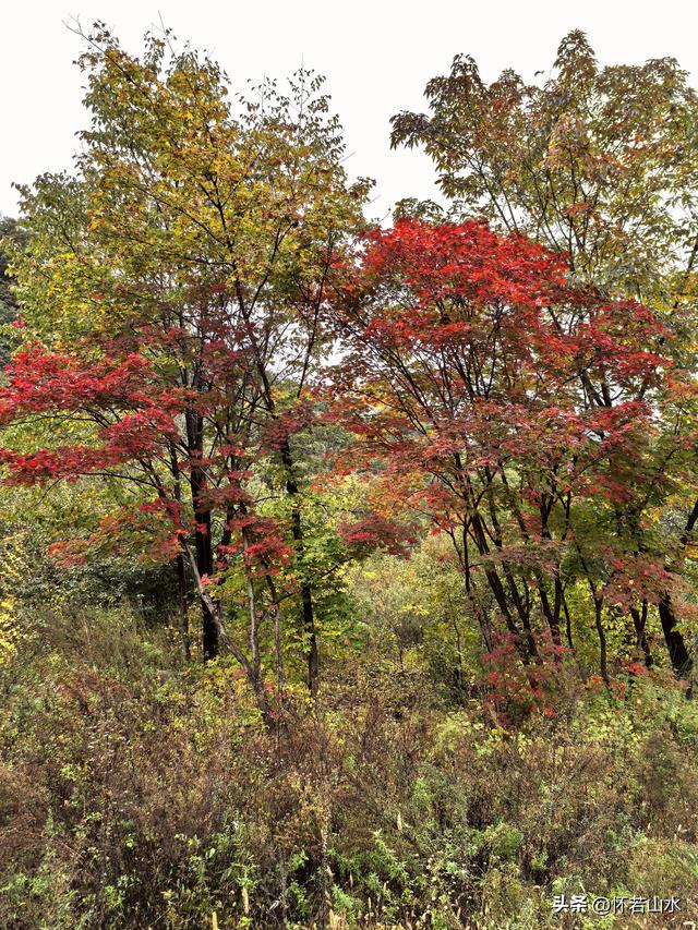 2025辽宁赏秋之旅日记(2)——游览丹东蒲石河森林公园