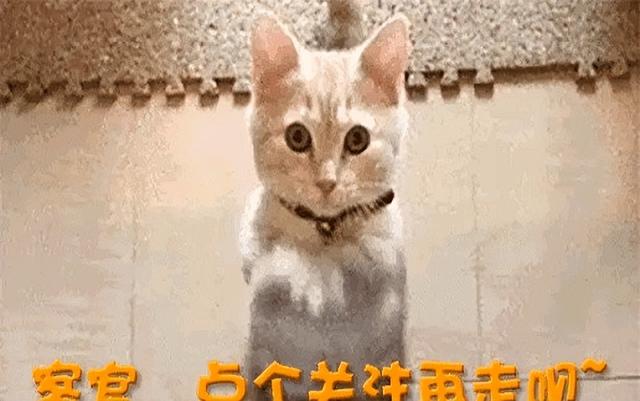 图书馆事件武大发声获力挺！杨某媛一方再次反击，列举六大疑问