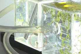 太空鱼在轨满月了！种种反常行为看懵专家，与地球鱼还真不一样图片