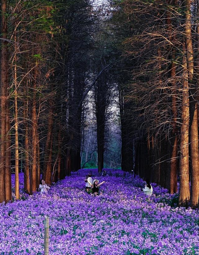 南京又一公园爆火！上万株二月兰轮番盛开，遛娃赏花两不误