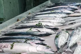 买鲅鱼，分清“黄尾”和“黑尾”，别选错了，不然肉柴又腥气图片