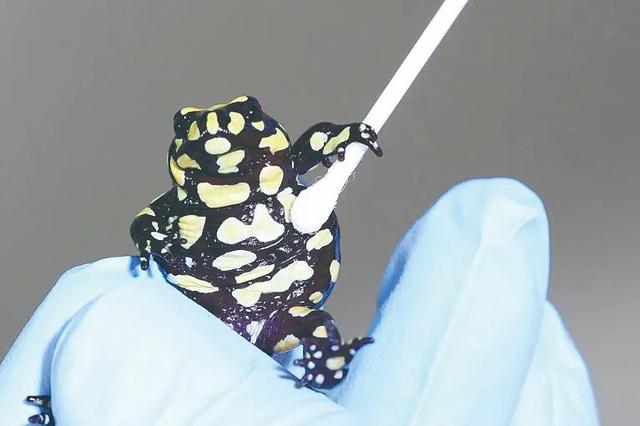 240名科学家反对,80多人力挺,转基因生物该不该释放野外?