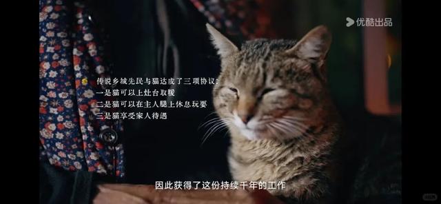 90%人没听过的香巴拉秘境，是最爱猫的咪咪痛城