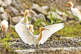 厦门十八种鹭鸟有“十八般武艺”！带你探秘这些“飞羽精灵”图片