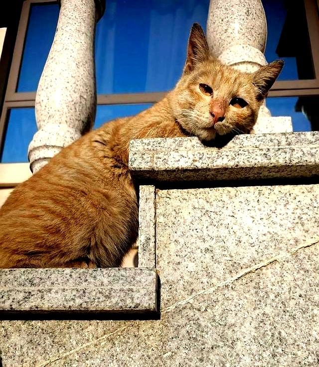 若猫咪有这6种表现，说明它抑郁了，别不放在心上！