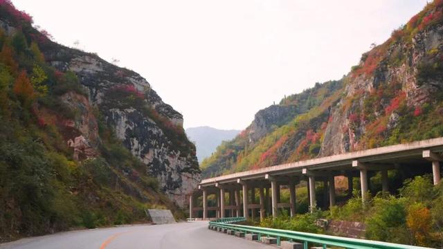 西和：秋路无声 橘色有光