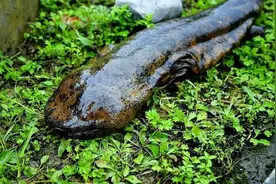 农村正在消失的“野味”，曾经泛滥招人烦，现在敢吃牢底坐穿！图片