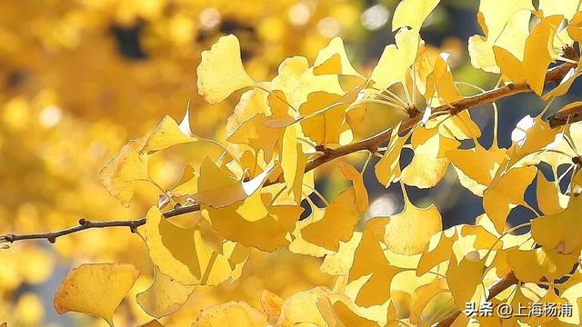 太美啦！去杨浦这两条路“踩”秋天，沙沙响的那种～