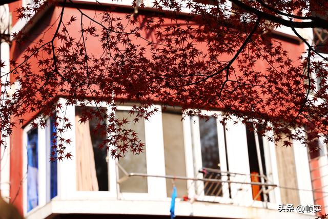 层林尽染，上海红叶特色公园闵行红园枫叶色彩斑斓进入最佳观赏季