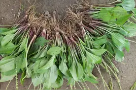 车前草也叫车轱辘菜，农村常见野草，挖来炒着吃或煮水作用厉害了图片