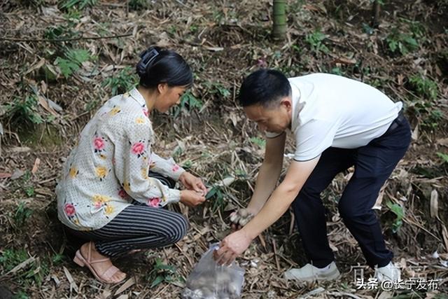 宜人宜宾立即打开区县新“势”调研行丨执“绿”为笔 绘就美丽长宁