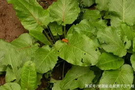 颜陵君话中医：将军级药物——大黄图片