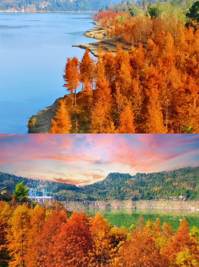 重庆的初冬浪漫，被这里的水杉林卷疯了！