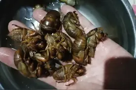 抓知了猴的好处和坏处图片