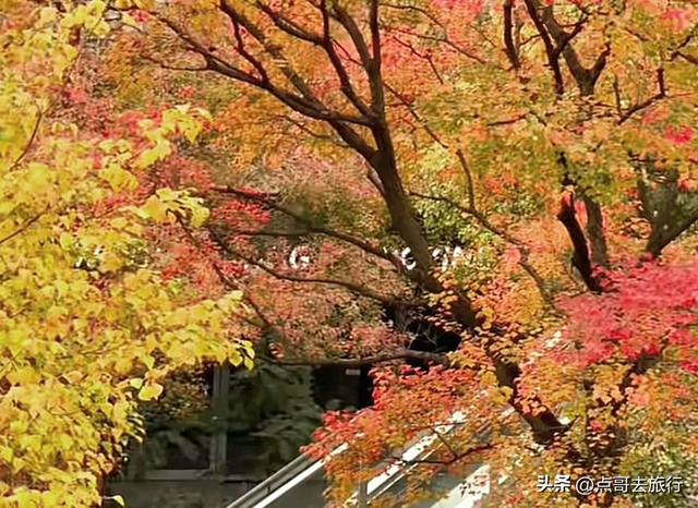 成都这4个彩林会爆火，既壮观又唯美，全部免费，地铁公交直达！