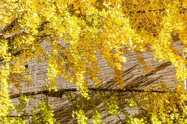 我愿称腾冲为秋季的天花板!银杏、温泉、古镇,来过的人都不想走