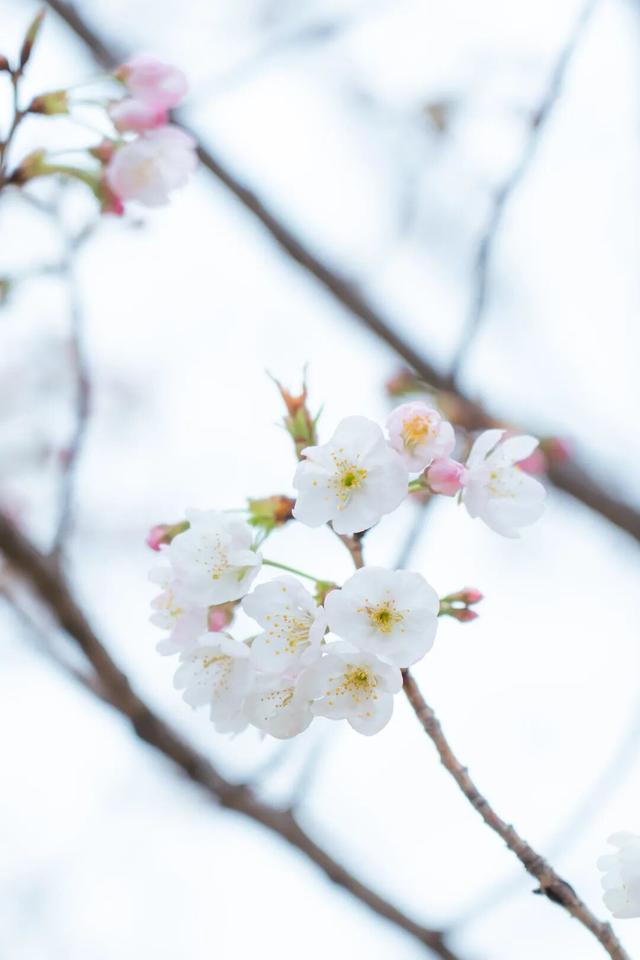 来汉口 逛江汉 | “樱”有尽有，档期已满！