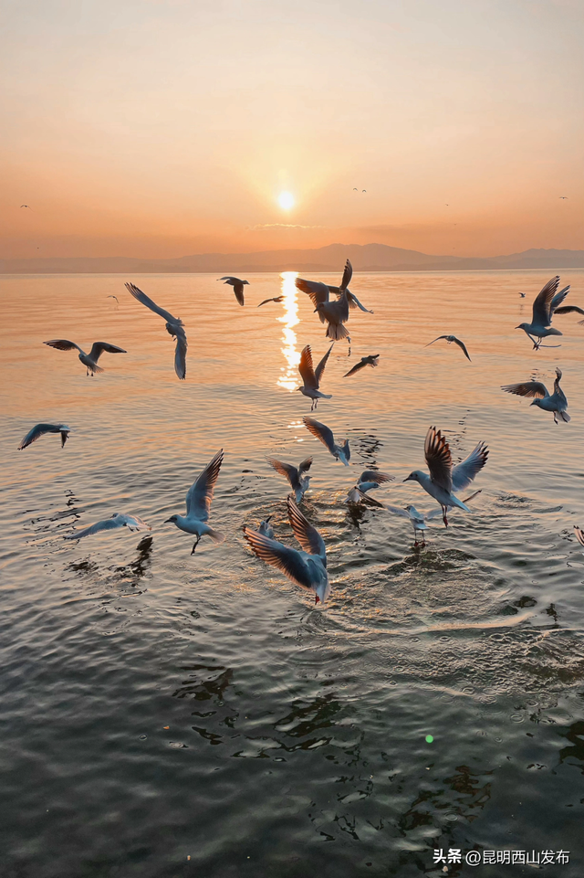 鸥了鸥了，红嘴鸥大部队即将抵达！这些小众“鸥”遇点千万别错过