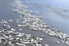 广东汕头南澳岛：大量鱼类跳上岸，官方回应图片