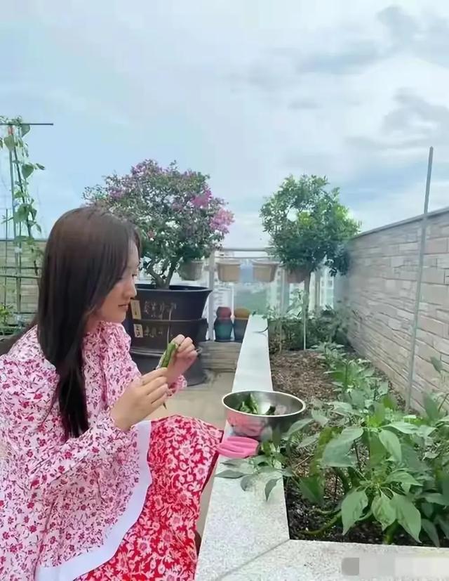 杨钰莹自家豪宅种辣椒 有收获了 50多岁了 精致的像18岁少女 绝了