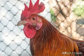 关于鸡的10个有趣冷知识，你知道多少个？图片