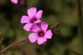 王羲之告诉你，改变命运最好的方式，就是这三个成语图片