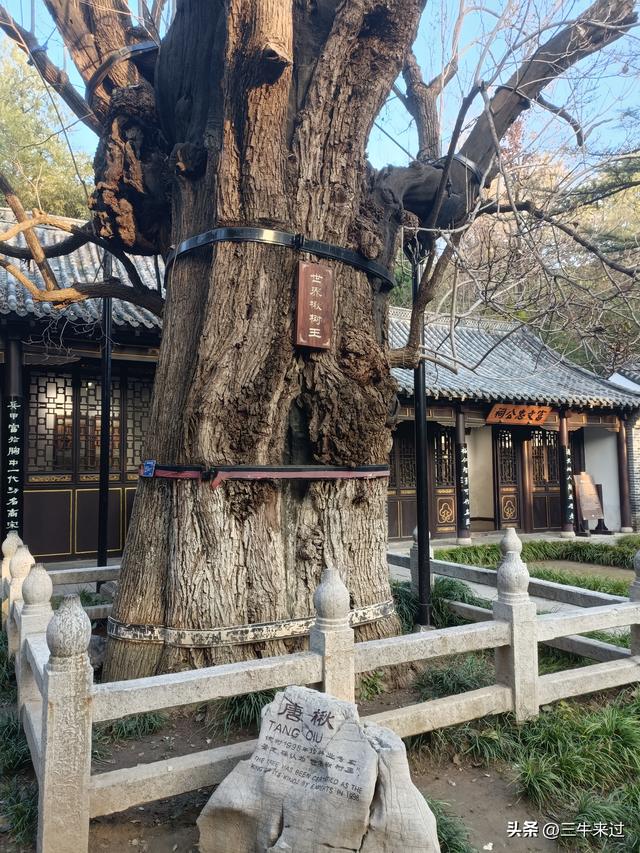 无为在歧路，漫游青州城