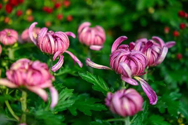 走，去趵突泉！收集秋天最靓的九宫格～