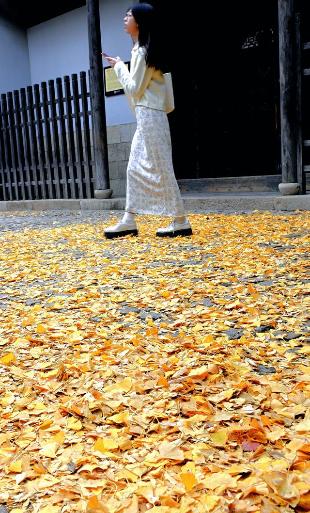惠山古镇丨满地尽是🍂黄金甲