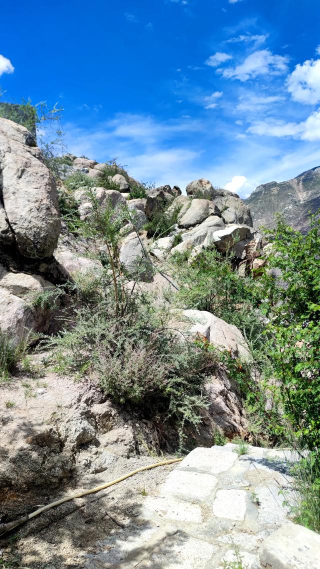 两登拉萨色拉寺后山，上升600米，山顶海拔4200米，经幡飘扬