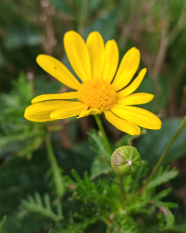 繁花似锦的秋天