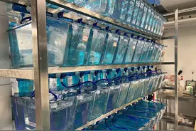 神舟二十号载人飞船携斑马鱼再踏星辰，温大团队养鱼养出3项发明专利和5项实用新型专利，SCI论文近90篇图片