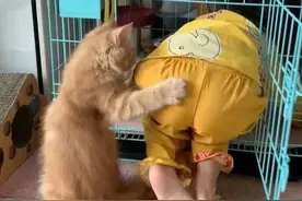 每天一笑，搞笑动图，成功的把小主人关进笼子的猫！图片