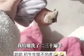 1岁半娃抓老鼠当礼物把妈妈吓崩溃 妈妈：洗了二三十遍手还是有心理阴影图片