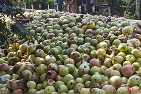 烂苹果进了果汁厂？市监局再回应：抽检合格图片